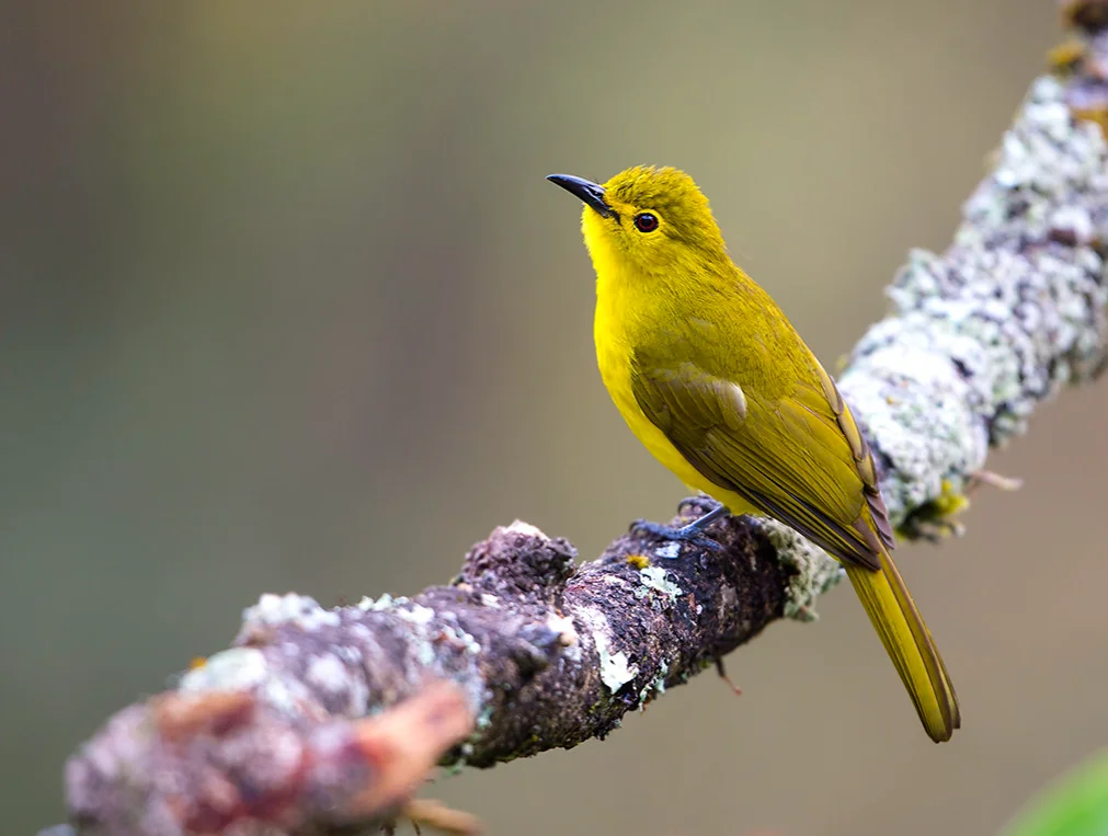 A Yellow Bulbul looks up as it perches on a lichen-covered branch.