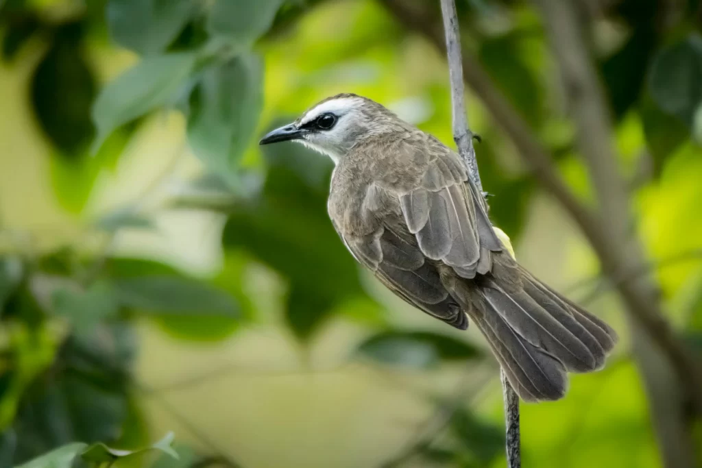 A Yellow-vented Bulbul scootches up a small branch.