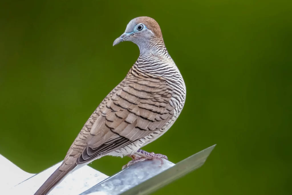 A Zebra Dove looks rather annoyed as it peers behind itself.