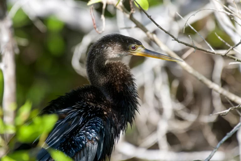 Many black birds in Florida call the state home. Here, an Anhinga hides in a thicket along a waterway.