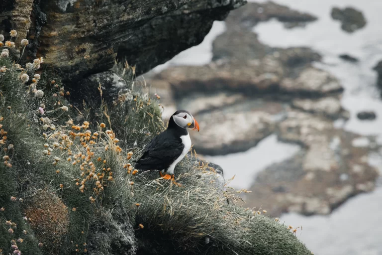 Puffins in Scotland are adored by birders who visit these mystical lands. Here, a puffin overlooks the sea from a cliff.