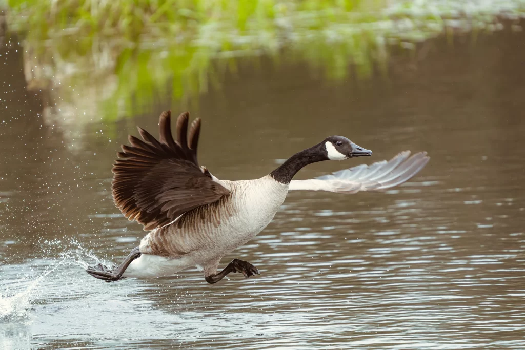 A Canada Goose runs across the water's surface as it prepares to take flight.