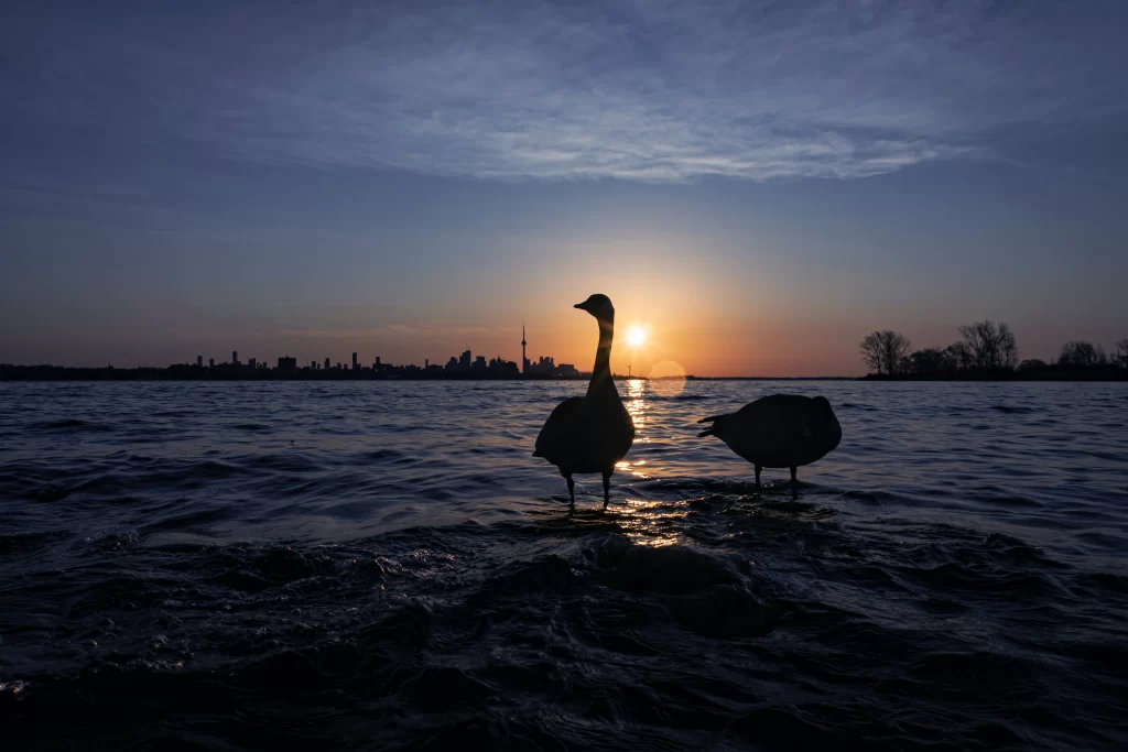 A pair of geese sit in a lake with a city in the background.