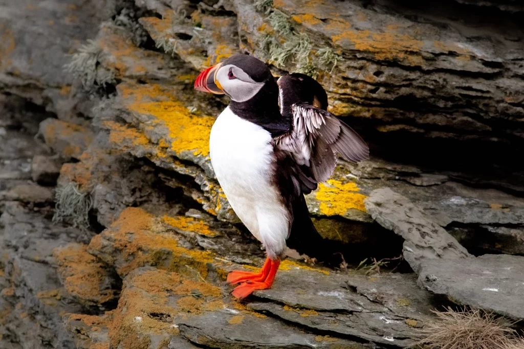 An Atlantic Puffin flaps its wings as it stands on a rock.