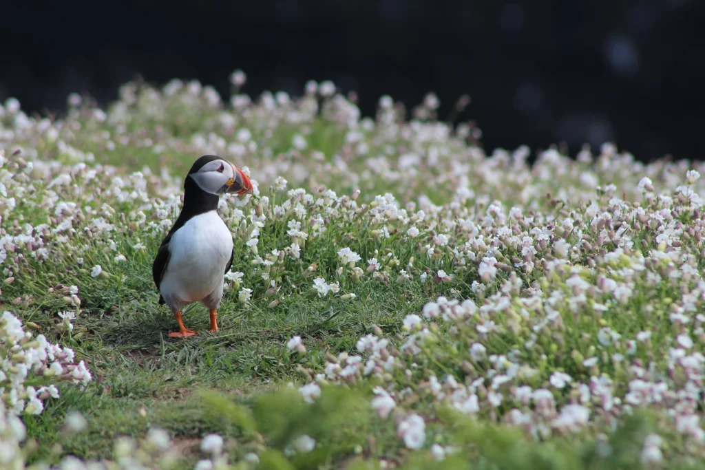 An Atlantic Puffin stands in a field of small, white flowers.