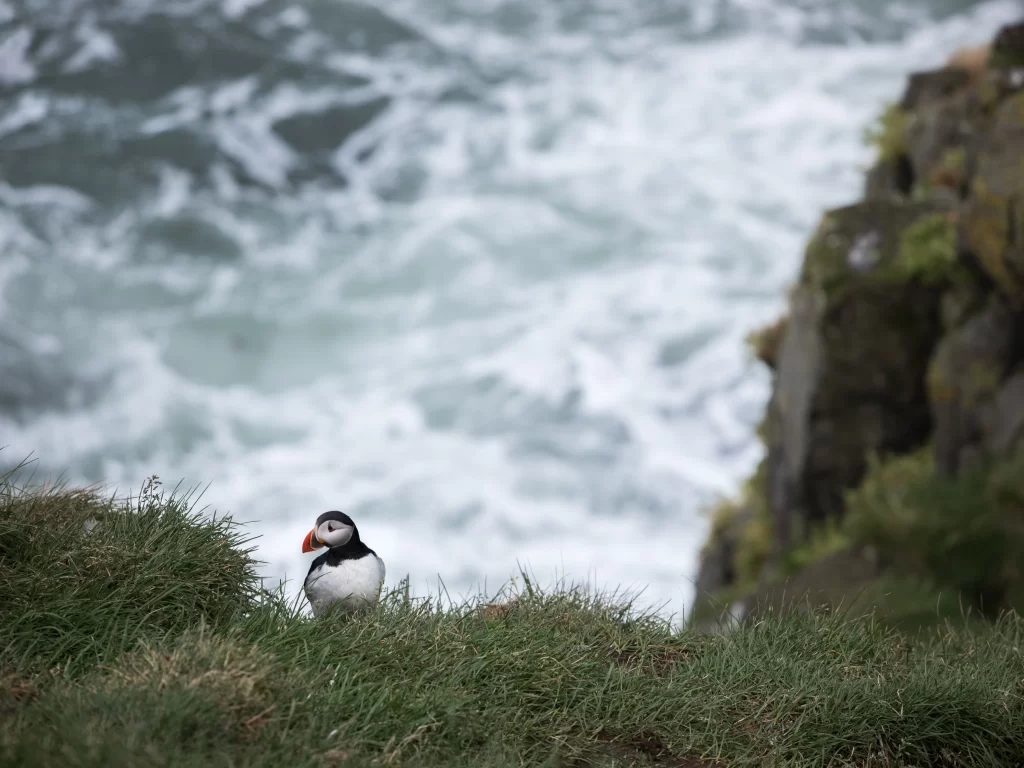 An Atlantic Puffin sits on a grassy cliff with the ocean in the background.