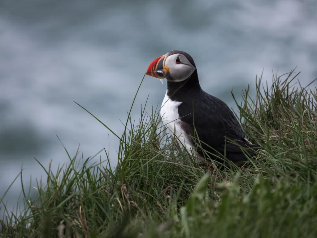 An Atlantic Puffin holds a fish in its beak as it stands within a patch of grass.