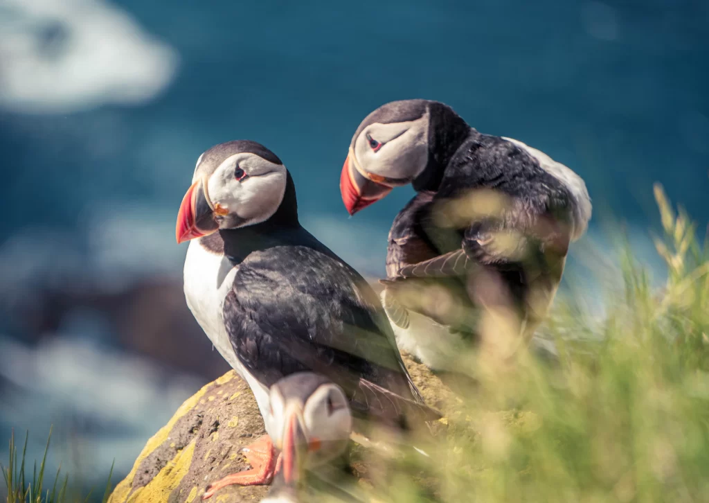 A pair of Atlantic Puffins preen on rocks.