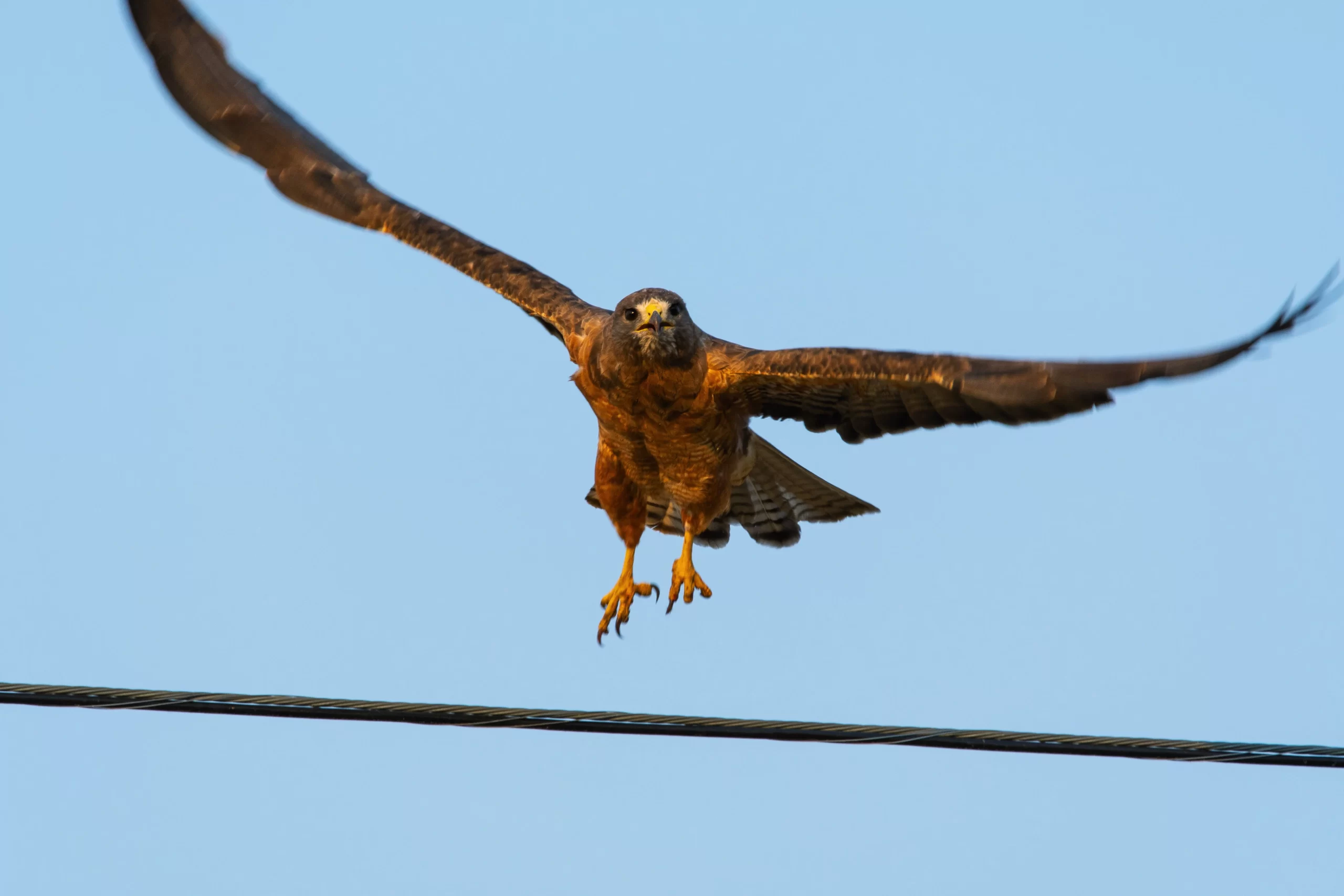 A hawk takes off from a utility wire. Do hawks attack humans?