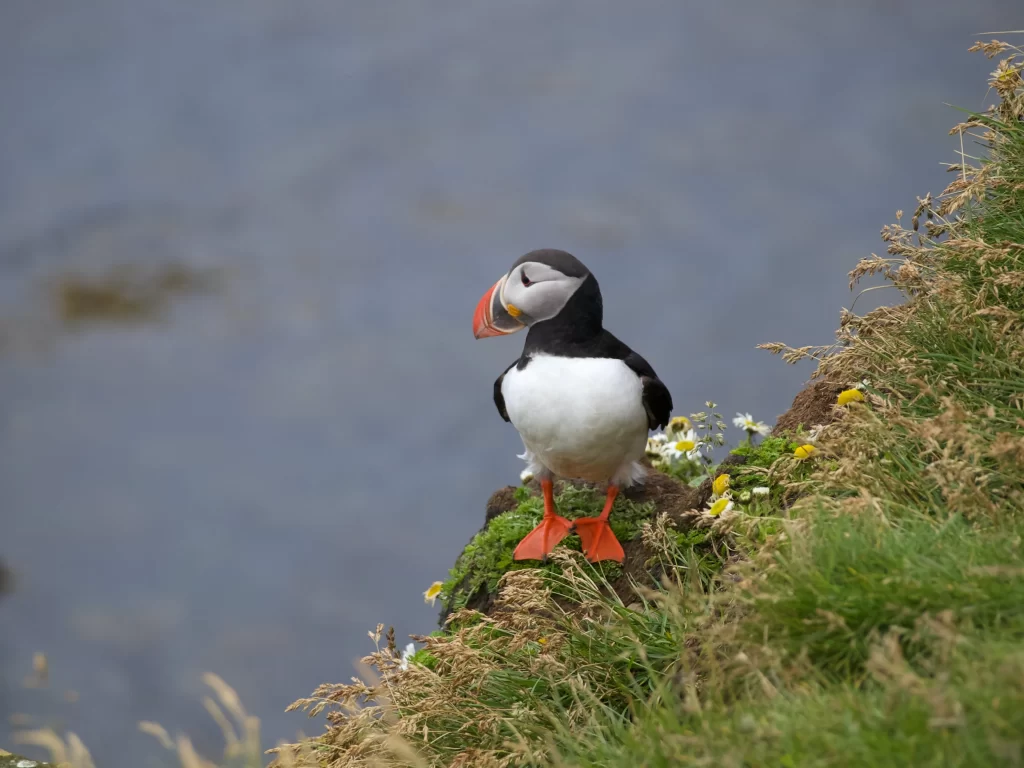 An Atlantic Puffin looks at the sea below as it stands on a cliff.