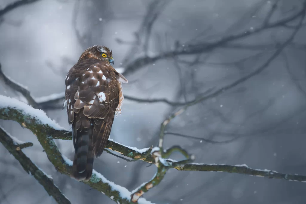 An accipiter sits in a snowy tree and scans for prey.