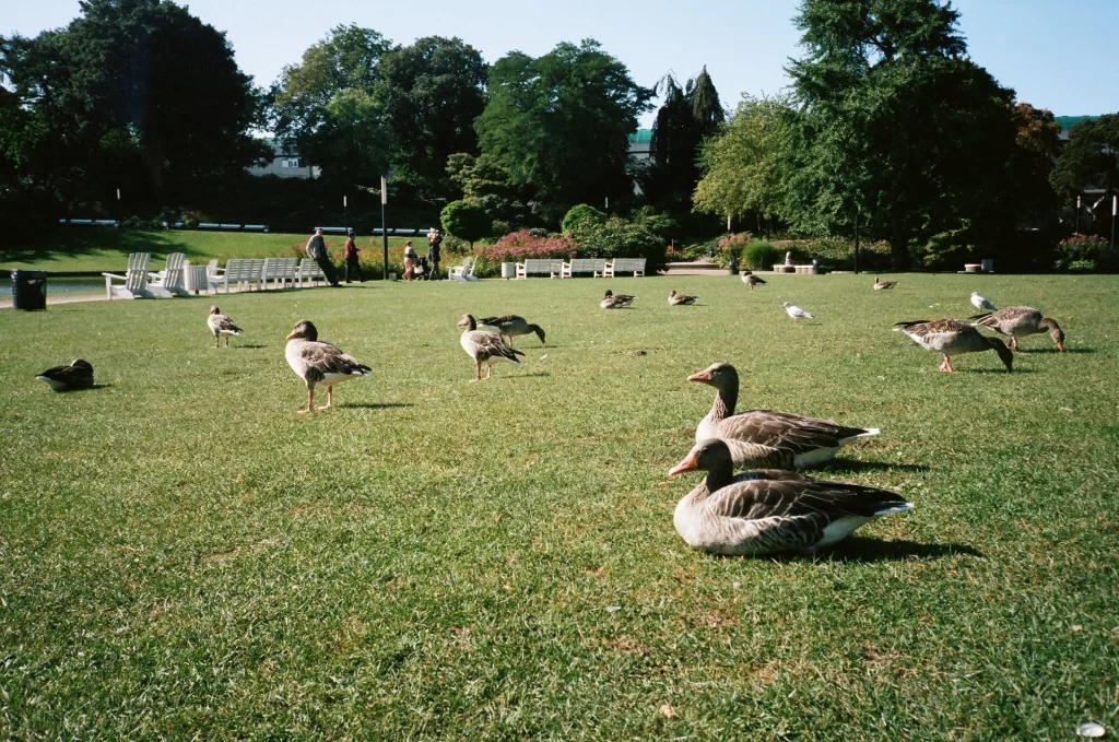 A flock of Graylag Geese sit on a lawn.