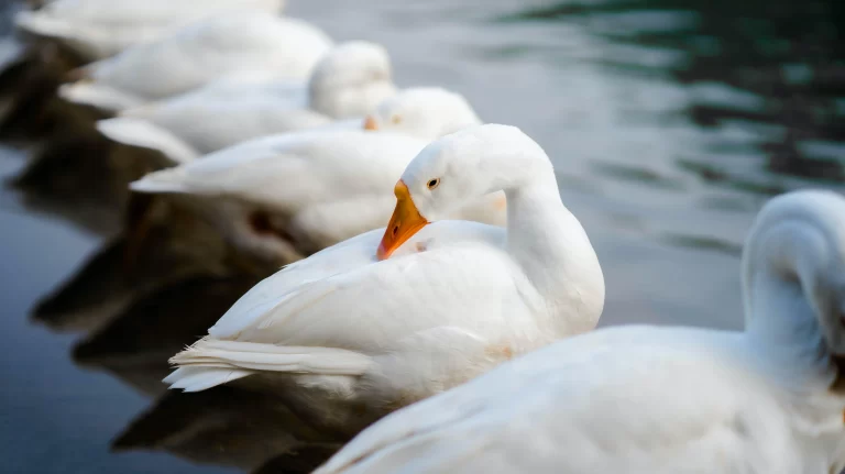 Where do geese sleep? Well, here we have six white domestic geese sleeping in a shallow pond.