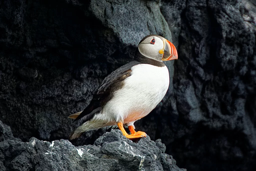 An Atlantic Puffin perches along a rock.