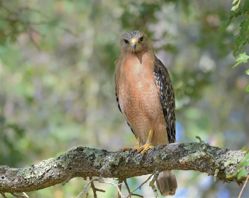 A Red-shouldered Hawk gazes at the camera from a tree branch.