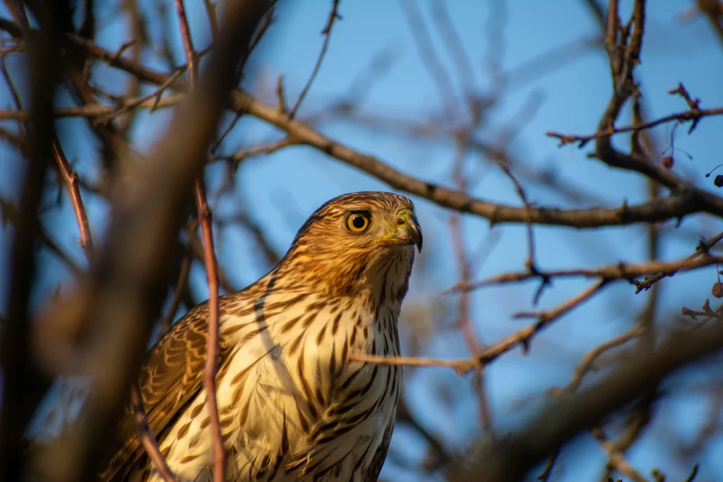 An accipiter peers out from a dense bush.