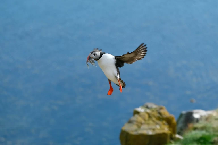 An Atlantic Puffin flies through the air with a mouth full of food. Puffins in Maine are always a sight to see.