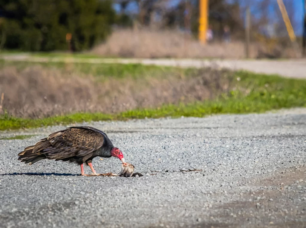 A Turkey Vulture picks at roadkill on a gravel road.