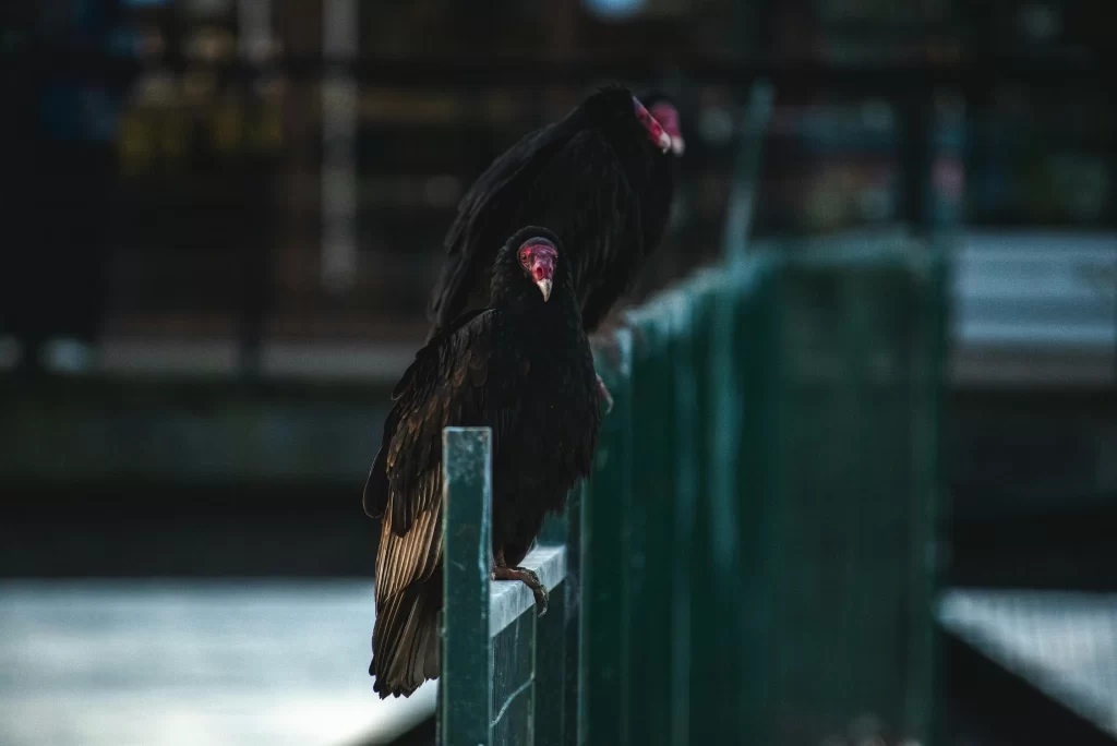 Three Turkey Vultures sit on a fence.