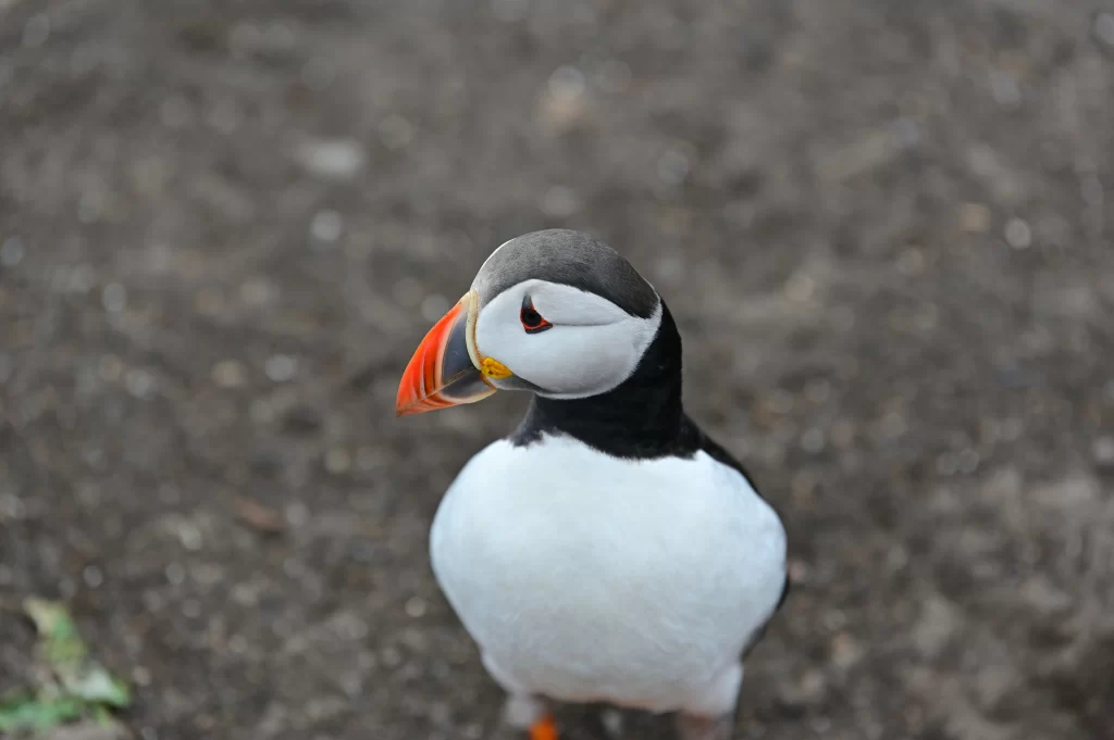 An Atlantic Puffin stands on the ground.