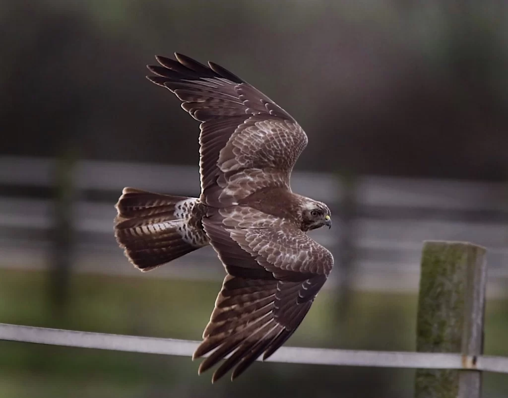 A hawk glides through the air as it prepares to land on a fence.