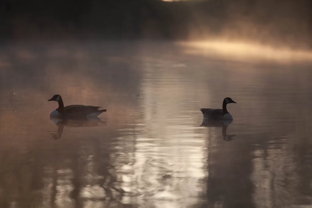 A pair of Canada Geese swim together on a fog-covered lake.