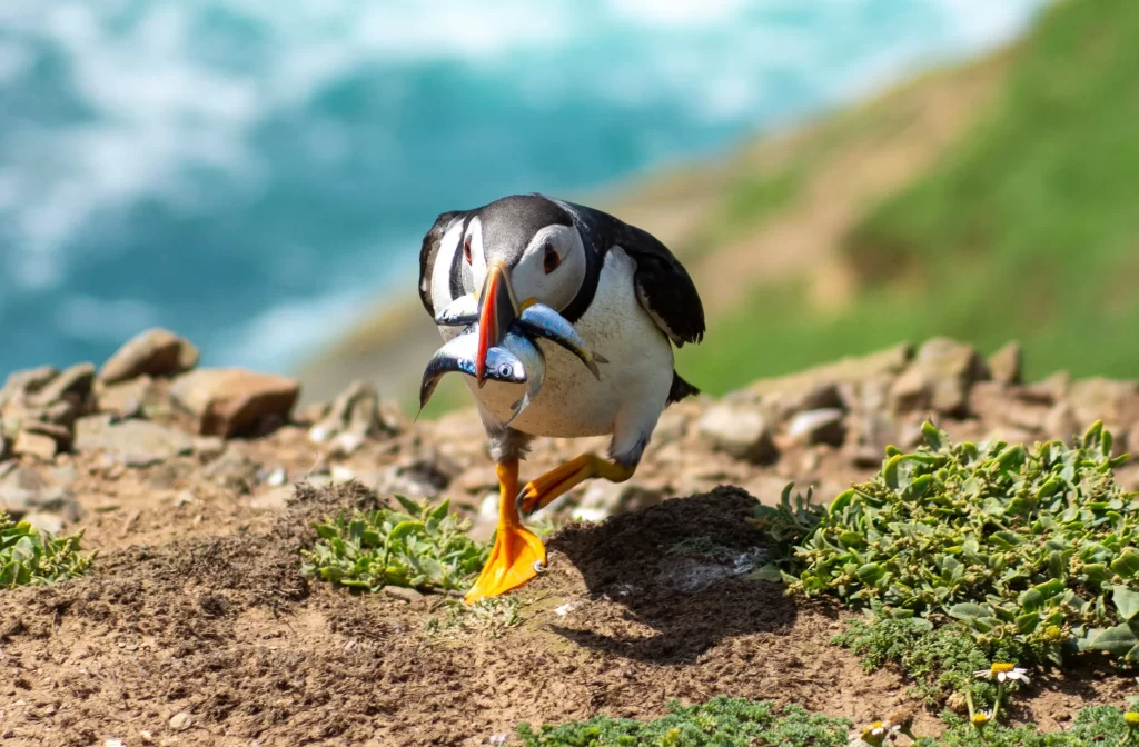 An Atlantic Puffin scampers along the ground with a mouth full of fish.