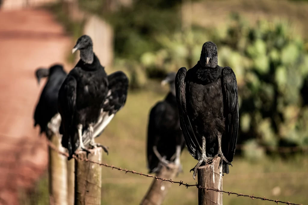 A group of Black Vultures perch on fence posts.