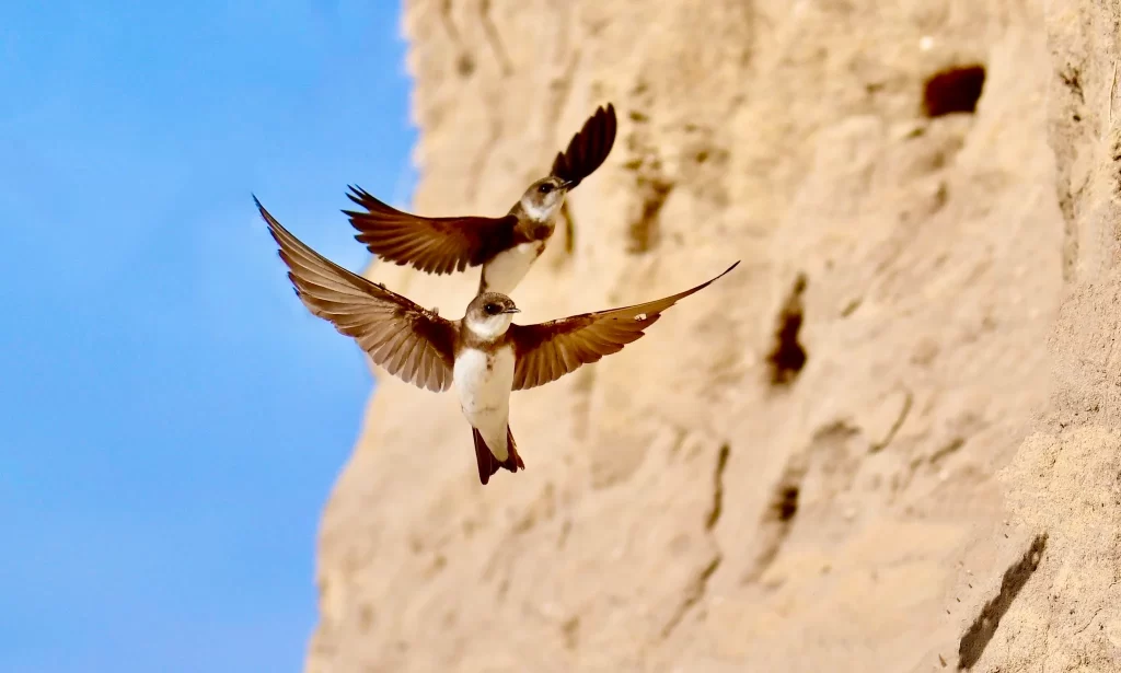 Two Bank Swallows fly near their nests.