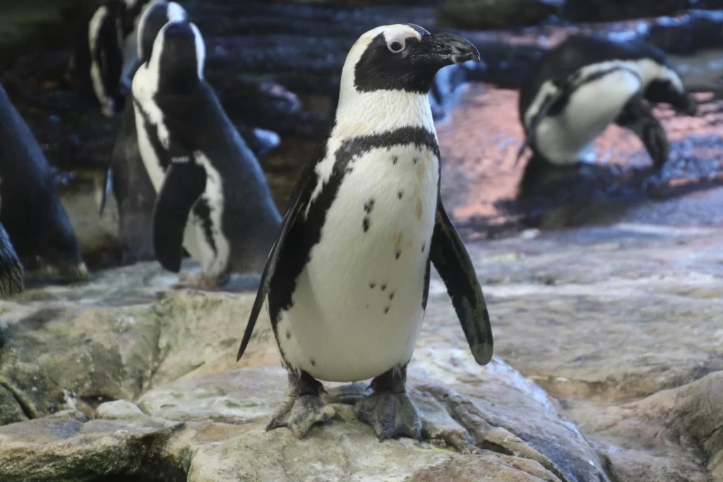 An African Penguin stands on a rock.