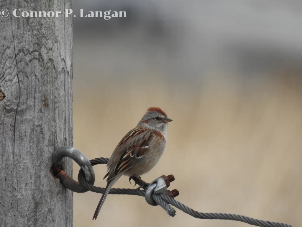 An American Tree Sparrow sits on a metal wire attached to a fence post.