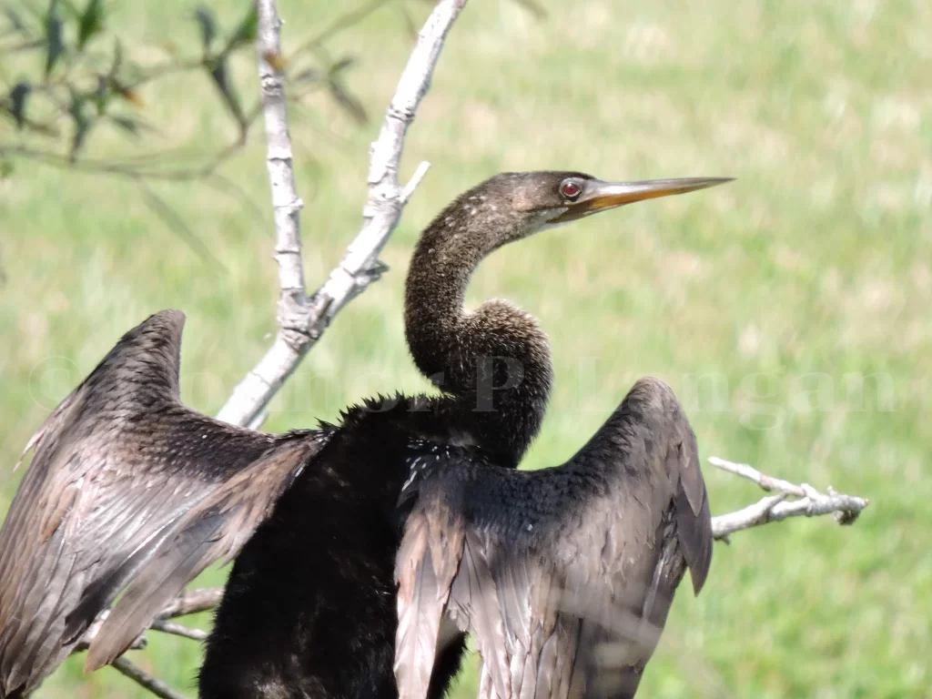 An Anhinga sits in a tree as it dries its feathers.