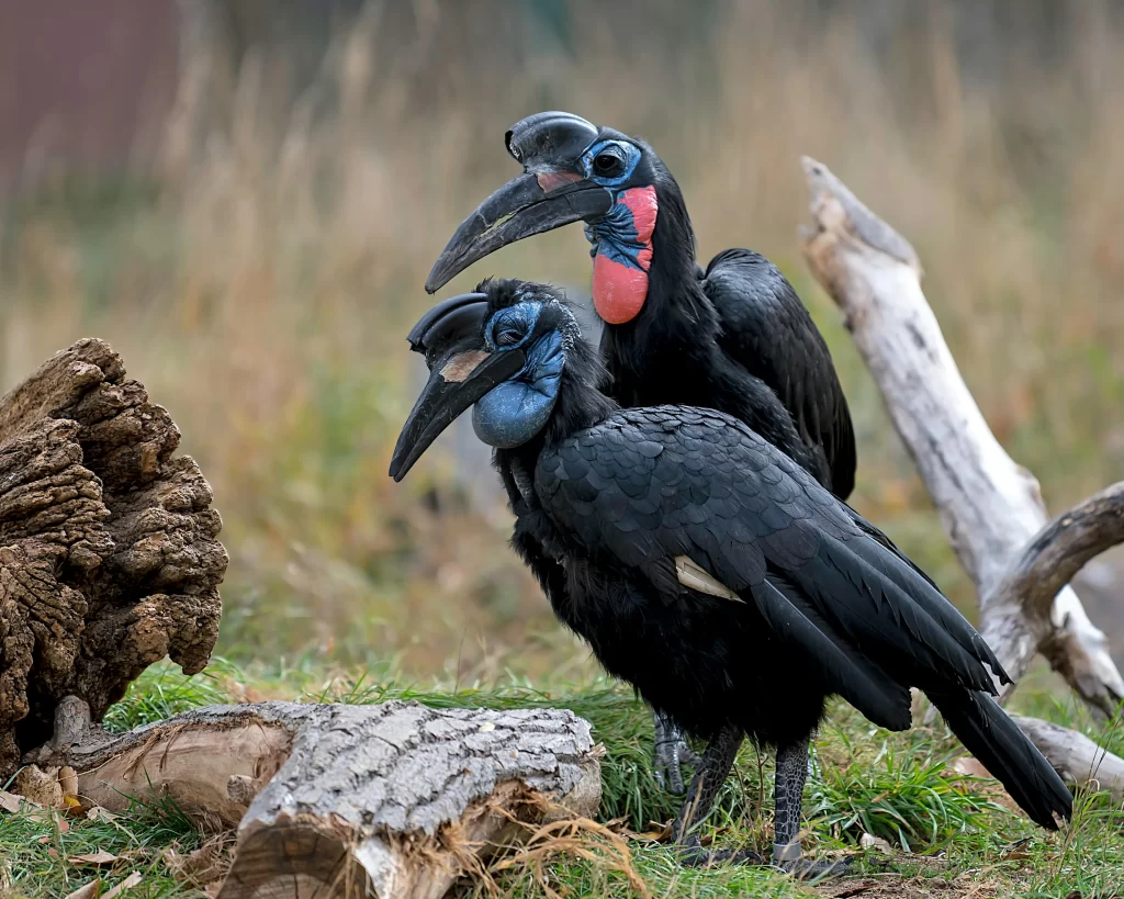 A pair of Abyssinian Ground-Hornbills forage together on the ground.