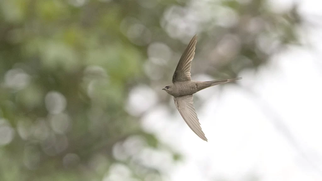 An African Palm Swift zips through the sky.