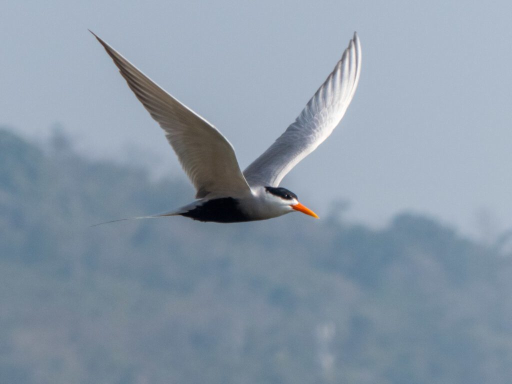 A Black-bellied Tern glides through the air.