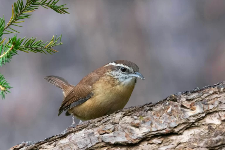 A Carolina Wren scoots along a log. They are one of many backyard small birds in Florida.