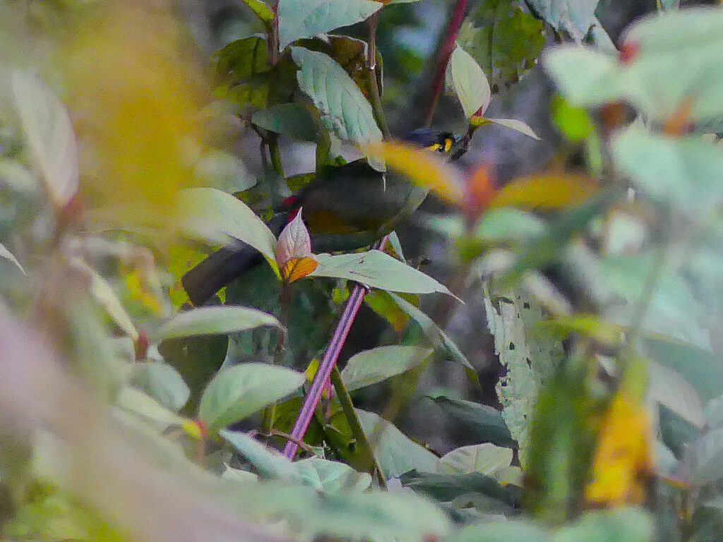 A Bugun Liocichla hides in the forest understory.