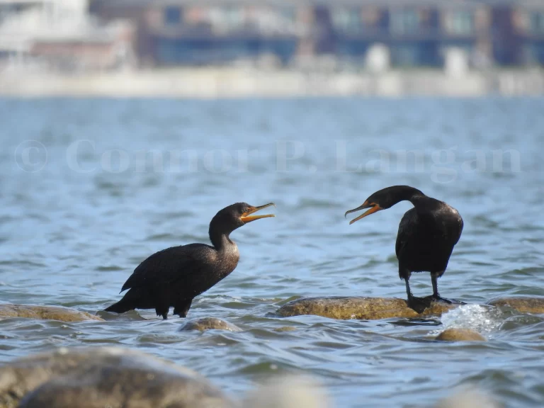 There are several families of birds similar to cormorants. Here, two Double-crested Cormorants hiss at one another.