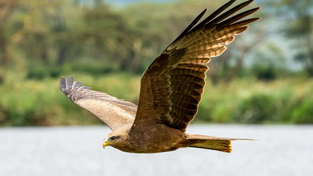 A Black Kite soars over a marsh.