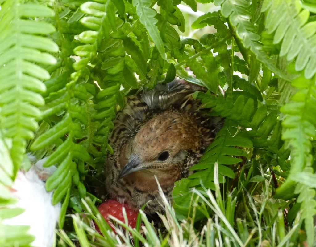 A female button quail hides among ferns.