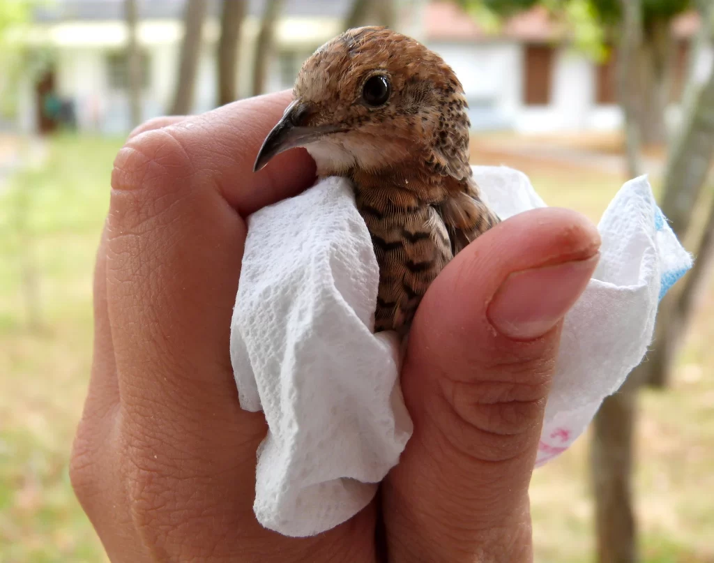 A button quail is held in someone's hand.