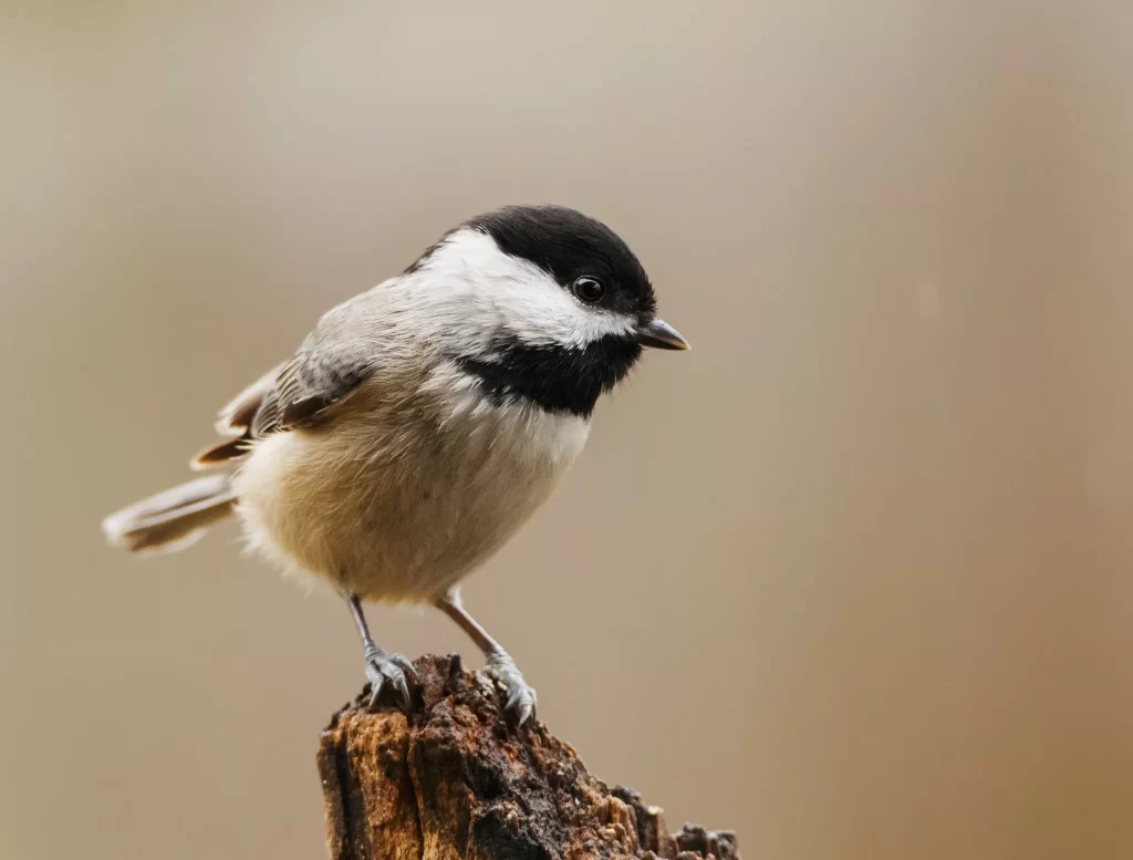 A Carolina Chickadee stands on a small stick.