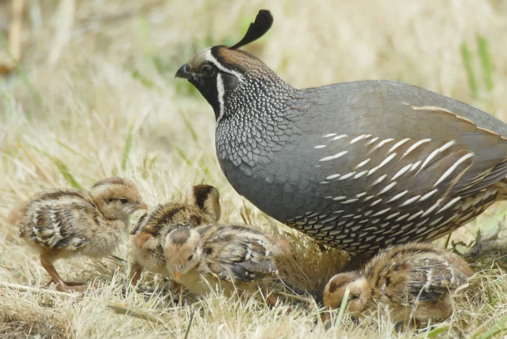 A male California Quail guards his young.