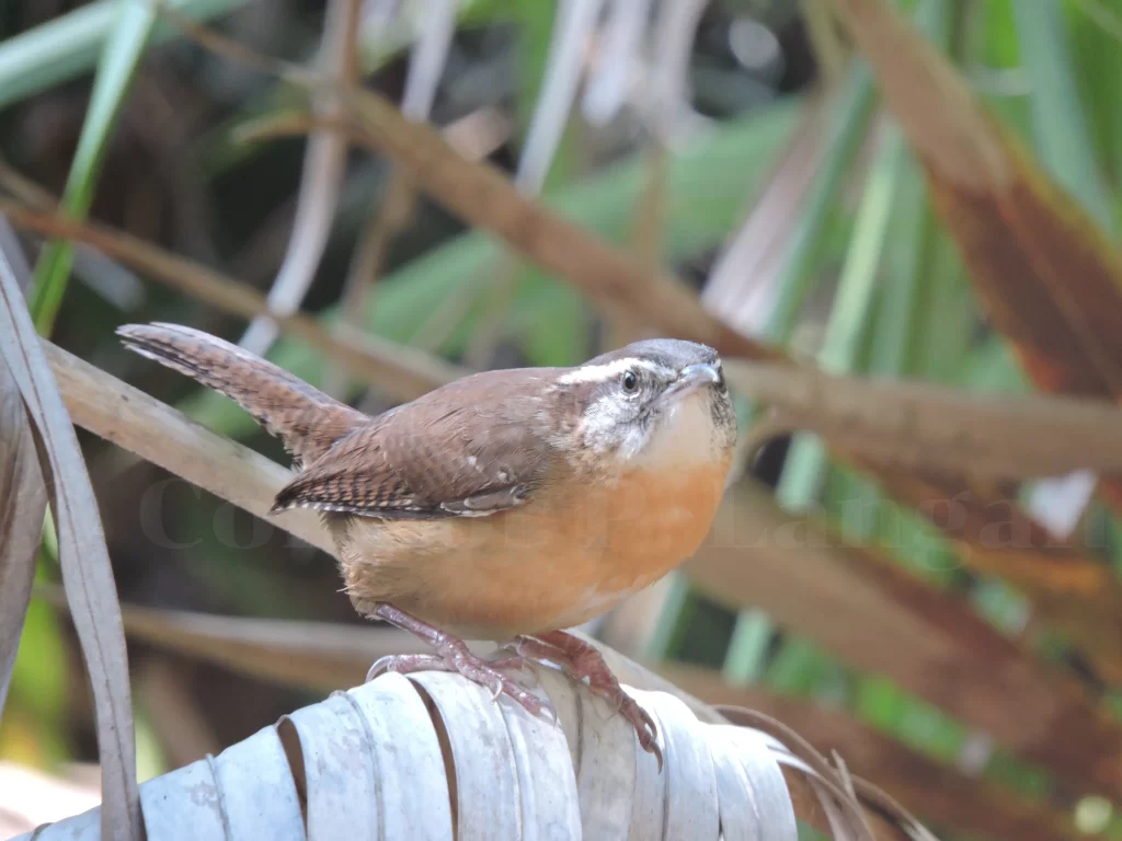 A Carolina Wren stands on the leaves of a palm tree. 