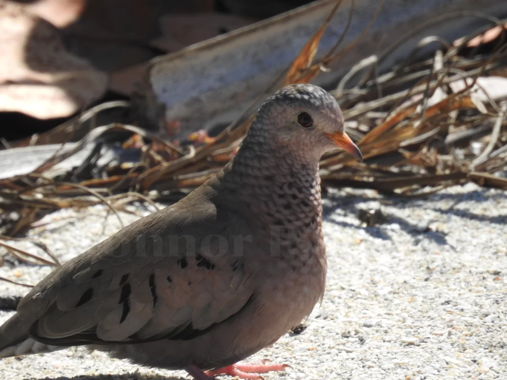 A Common Ground Dove stands on sandy soil as it prepares to strut along the ground.