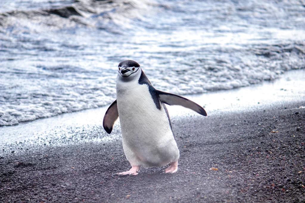 A Chinstrap Penguin waddles along a rocky beach.