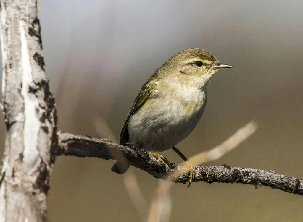 A Common Chiffchaff sits on a branch.