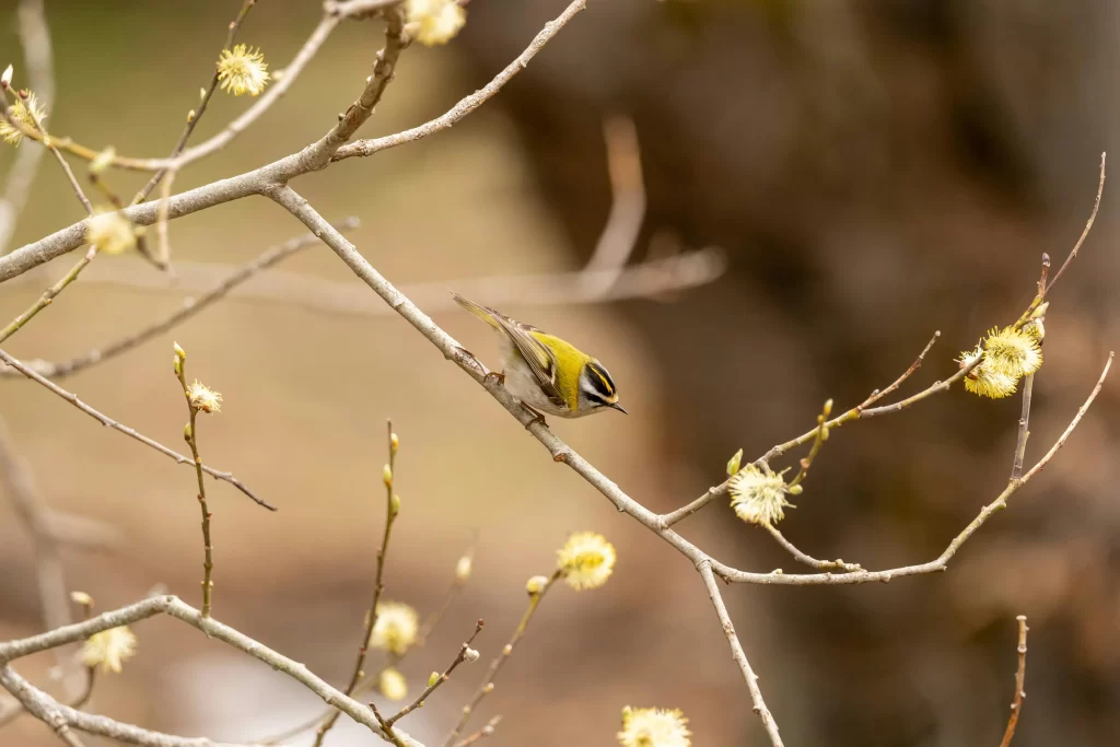 A Common Firecrest forages in a small tree.