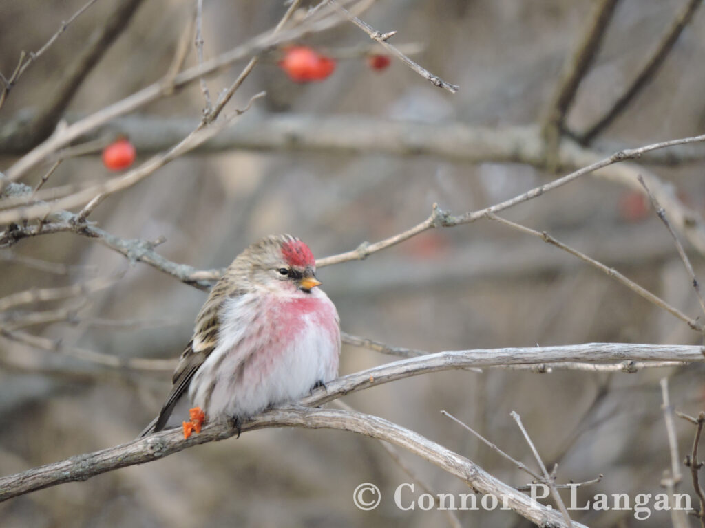 A male Common Redpoll sits in a honeysuckle shrub.