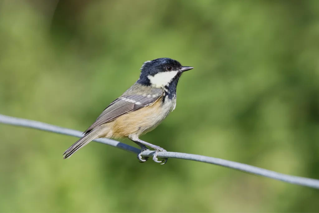 A Coal Tit sits on a metal wire.